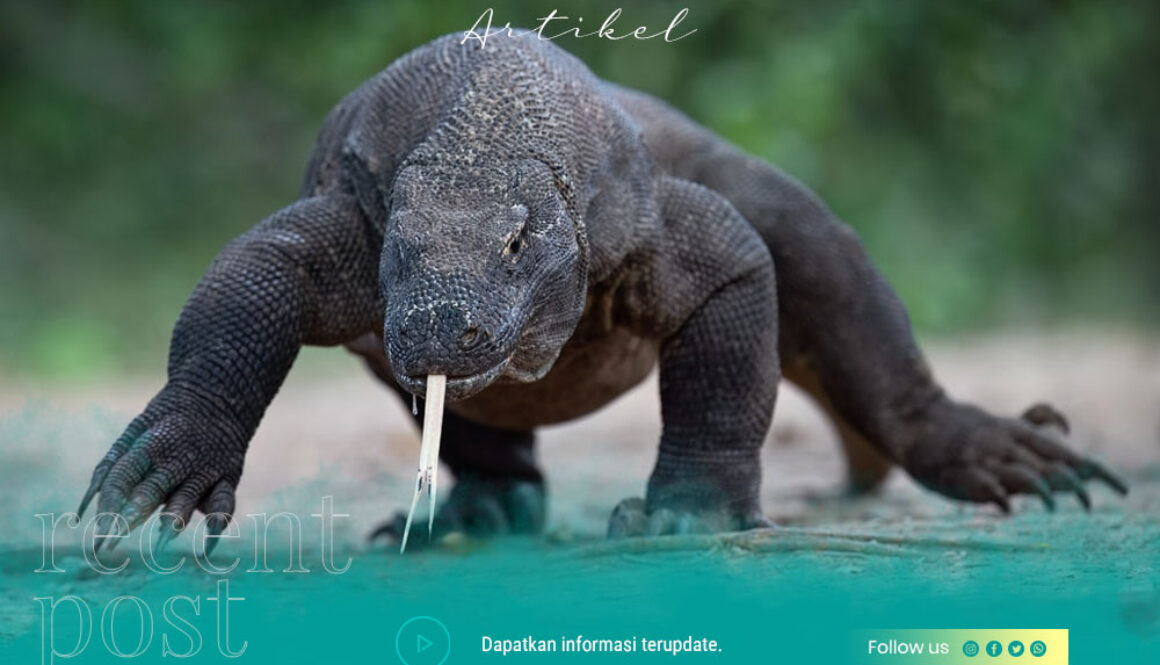 Sharing-Trip-to-komodo