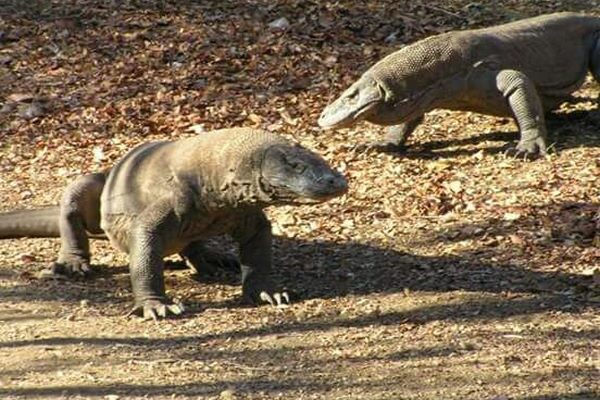 galeri run komodo tours (19)