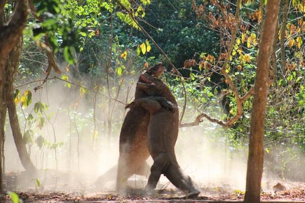 galeri run komodo tours (25)