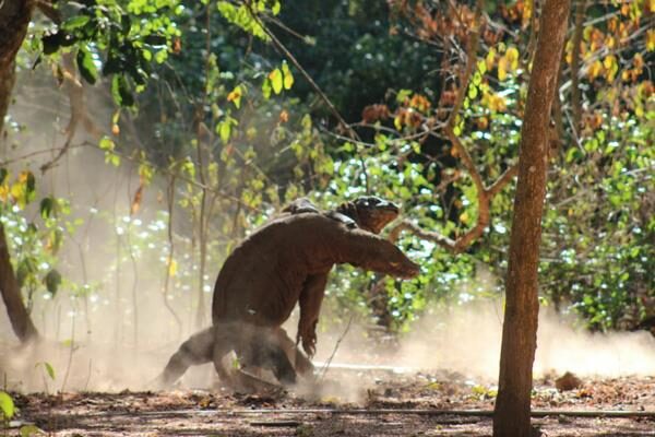 galeri run komodo tours (29)