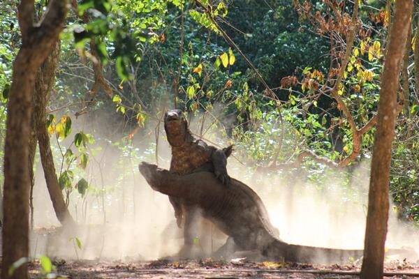 galeri run komodo tours (42)