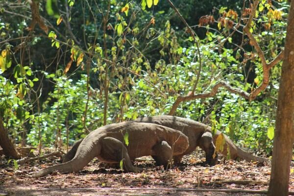 galeri run komodo tours (46) galeri run komodo tours (46)