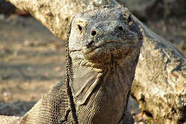 galeri run komodo tours (54) galeri run komodo tours (54)