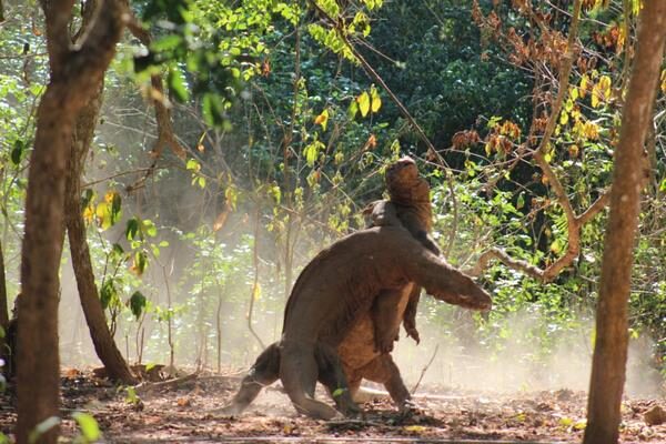 galeri run komodo tours (56)